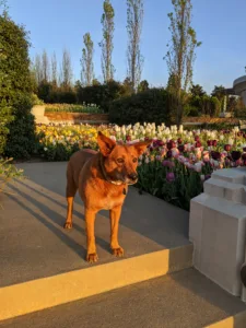 Bo at Tulsa Botanic Garden